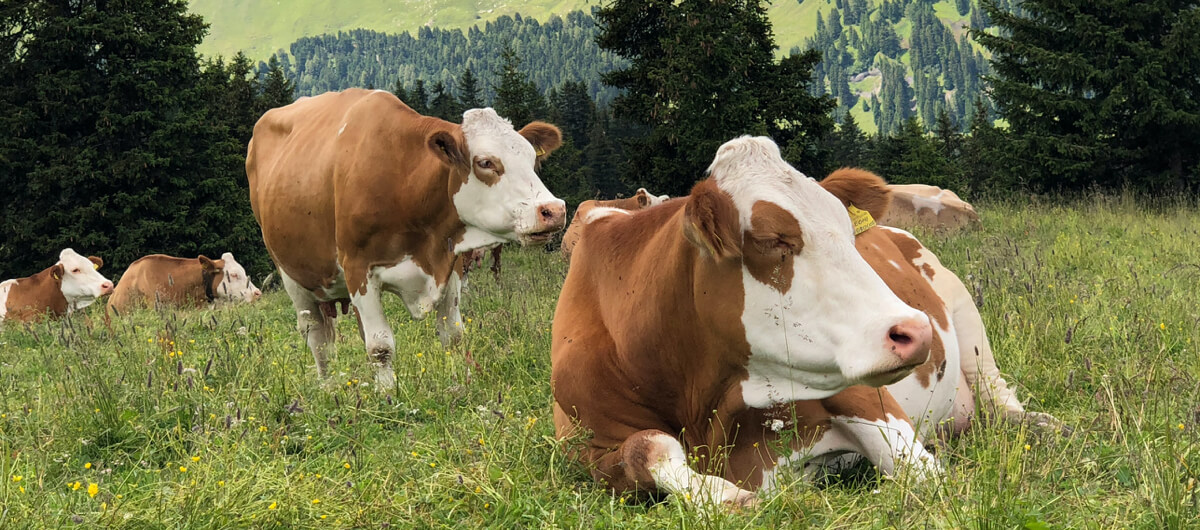 Futterzusatz für Rinder